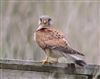 Kestrel