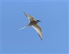 Arctic Tern