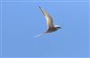 Arctic Tern