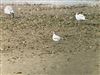 Little Gull