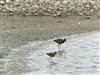 Spotted Redshank