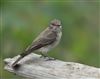 Spotted Flycatcher