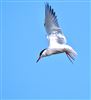 Common Tern