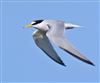 Little Tern