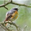 Redstart