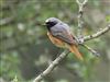 Redstart