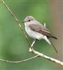 Spotted Flycatcher