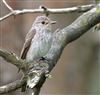 Spotted Flycatcher