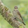 Spotted Flycatcher