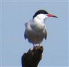 Common Tern