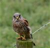 Kestrel