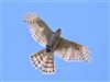 Sparrowhawk