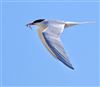 Common Tern