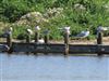 Roseate Tern