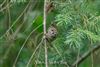 Goldcrest