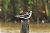 Black Tern