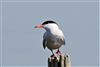 Common Tern