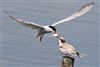 Common Tern