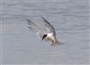 Roseate Tern