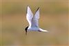 Little Tern