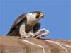 Peregrine