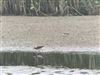 Wood Sandpiper