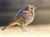 Black Redstart