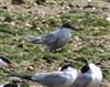 Arctic Tern