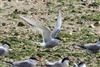 Arctic Tern