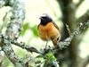 Redstart