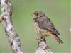 Redstart