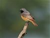 Redstart