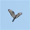 Honey-buzzard