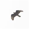 Honey-buzzard