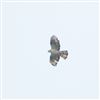 Honey-buzzard