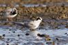 Arctic Tern