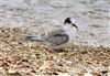 Arctic Tern