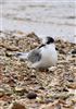 Arctic Tern