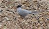 Arctic Tern