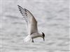 Arctic Tern