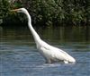 Great White Egret