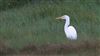 Great White Egret