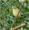 Willow Warbler