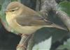 Willow Warbler