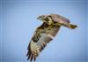 Buzzard