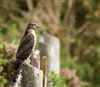 Sparrowhawk