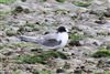 Arctic Tern