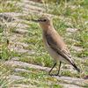 Wheatear