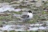 Arctic Tern