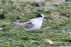 Arctic Tern